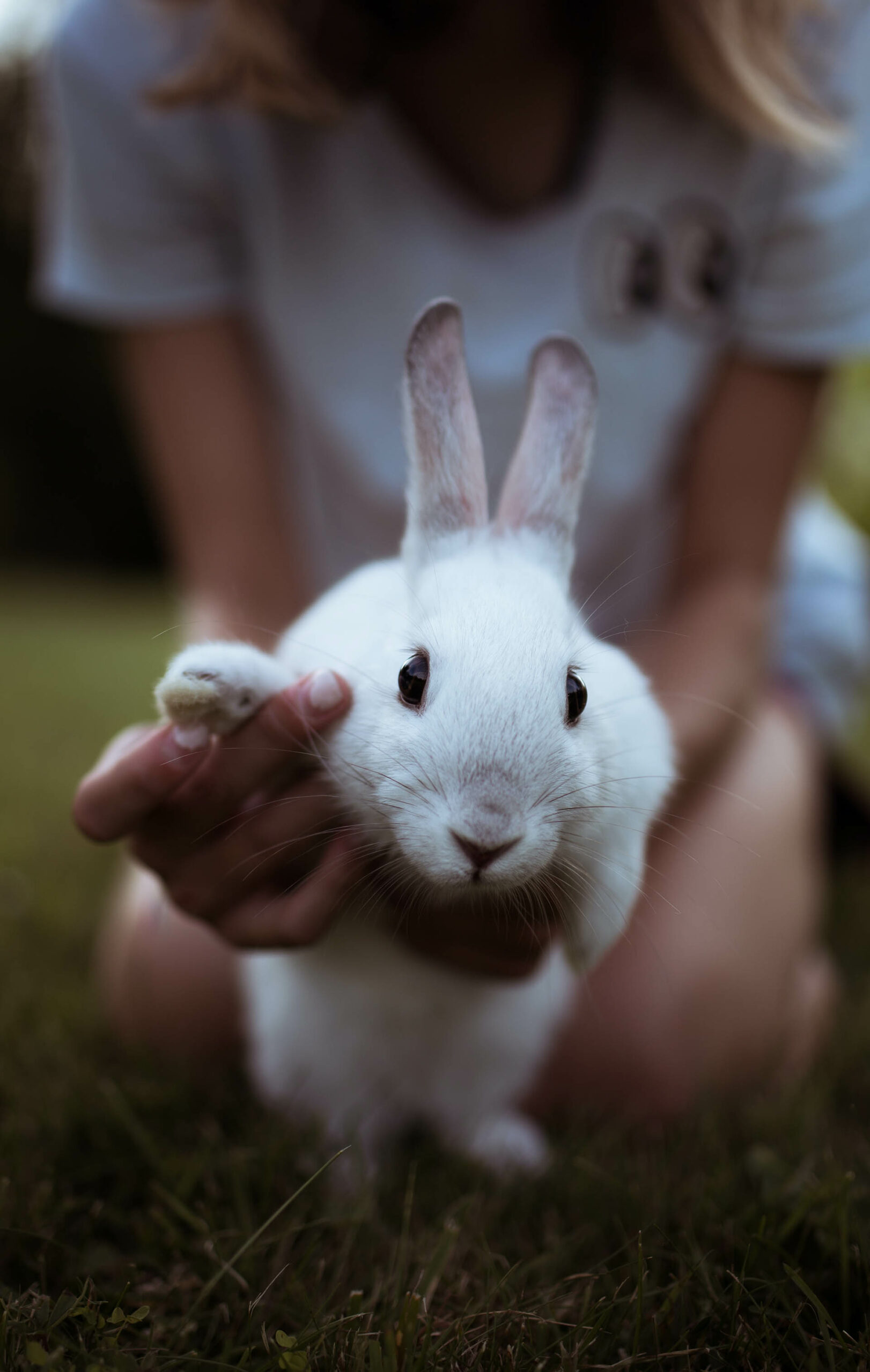 Girl holding her rabbit in front of camera from Freejpg