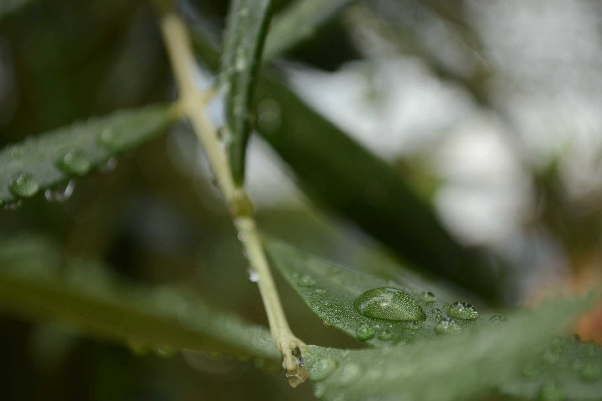 Joachim Bertelsen - Olive from Flickr