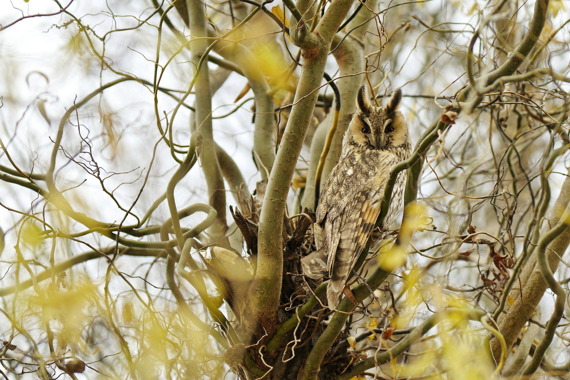 Hibou à longues oreilles - Photo by Mircea from Pixabay - Banques d'images gratuites par Kozman